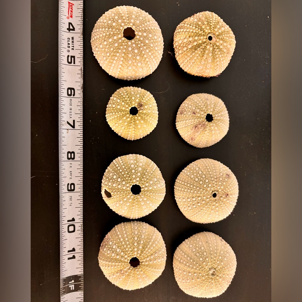 Light green sea urchins tests
